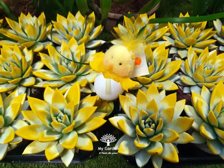 gallery-fiori-my-garden-(12)