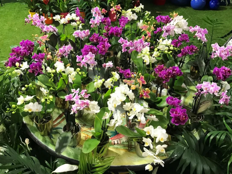 gallery-fiori-my-garden-(18)