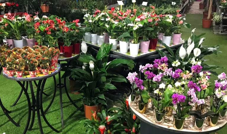gallery-fiori-my-garden-(19)