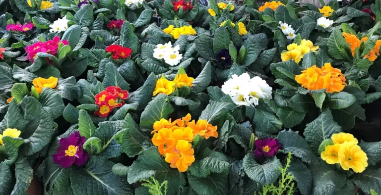 gallery-fiori-my-garden-(2)