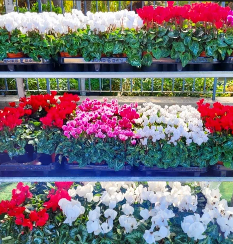 gallery-fiori-my-garden-(20)