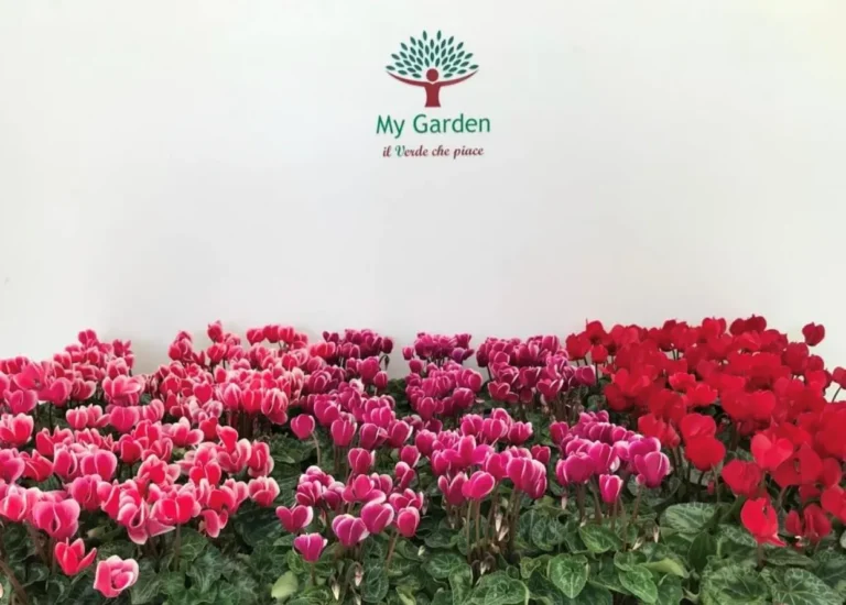 gallery-fiori-my-garden-(21)