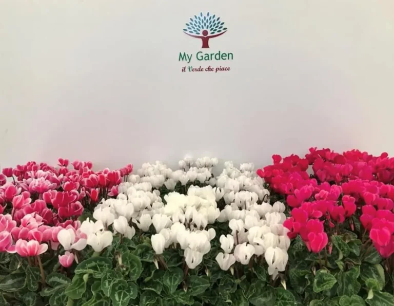 gallery-fiori-my-garden-(22)