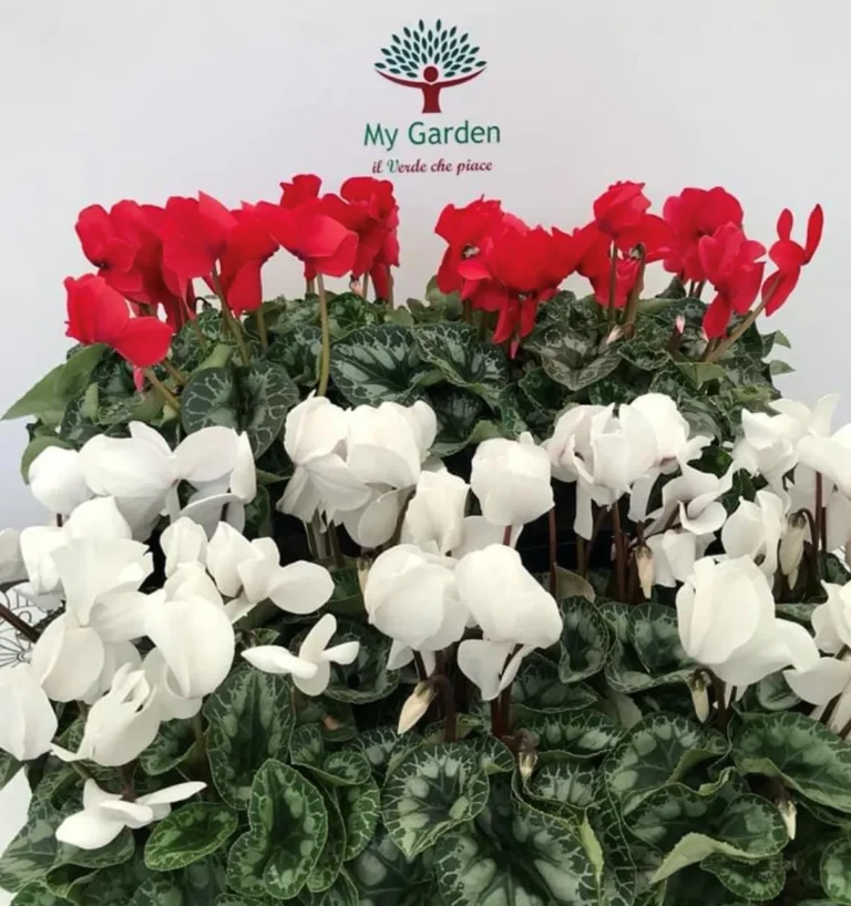 gallery-fiori-my-garden-(23)