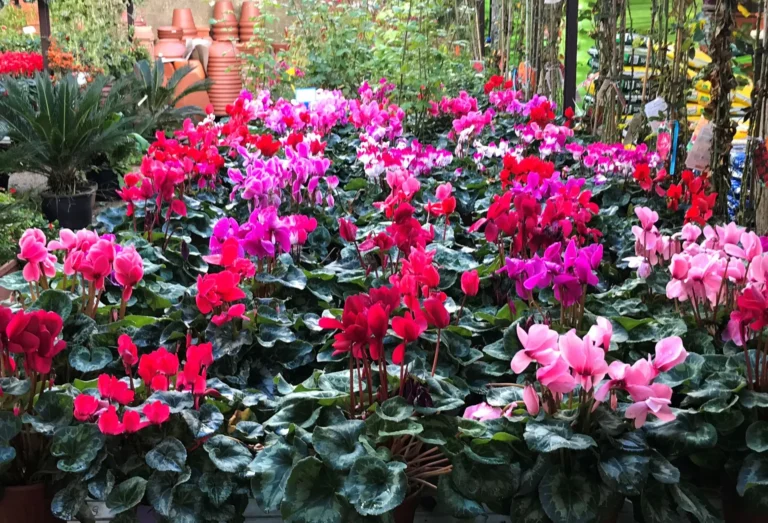 gallery-fiori-my-garden-(25)
