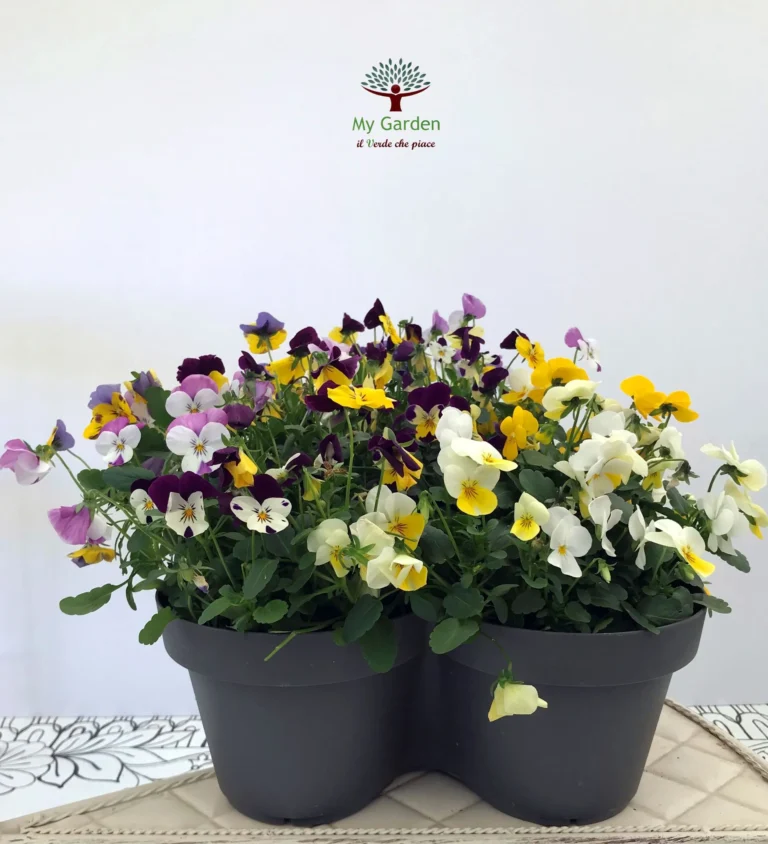 gallery-fiori-my-garden-(26)