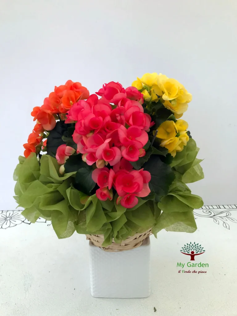 gallery-fiori-my-garden-(28)
