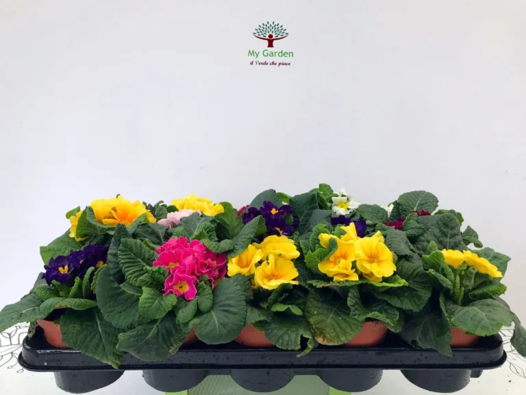 gallery-fiori-my-garden-(29)