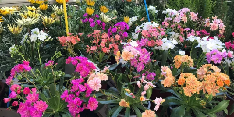 gallery-fiori-my-garden-(3)