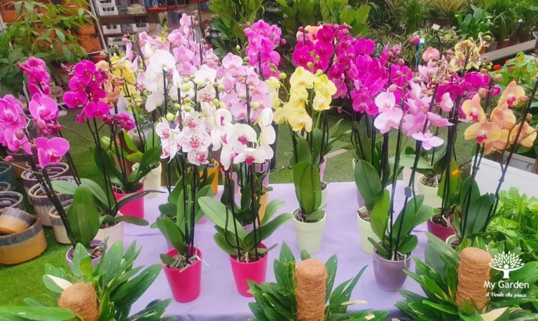 gallery-fiori-my-garden-(34)