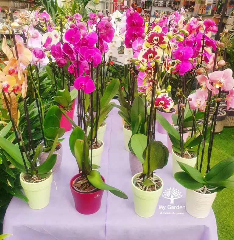 gallery-fiori-my-garden-(35)