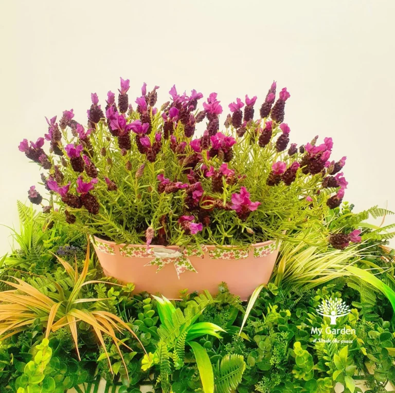 gallery-fiori-my-garden-(37)