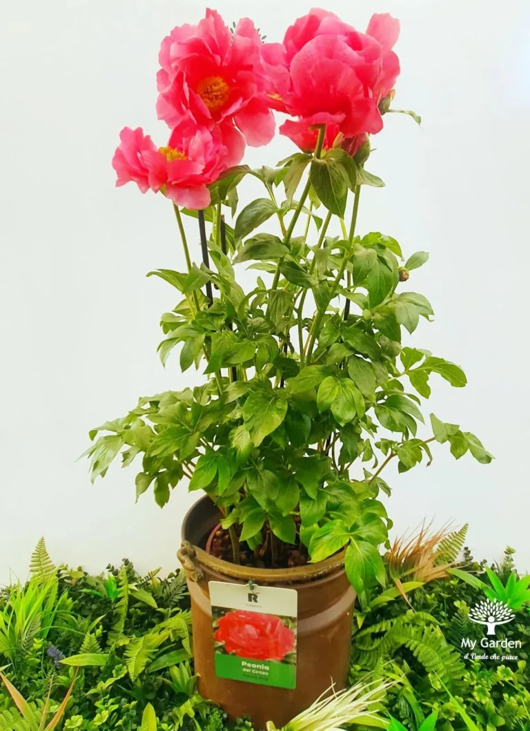 gallery-fiori-my-garden-(39)
