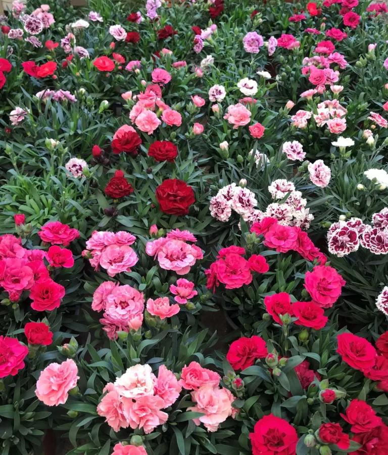 gallery-fiori-my-garden-(4)