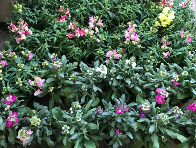 gallery-fiori-my-garden-(5)