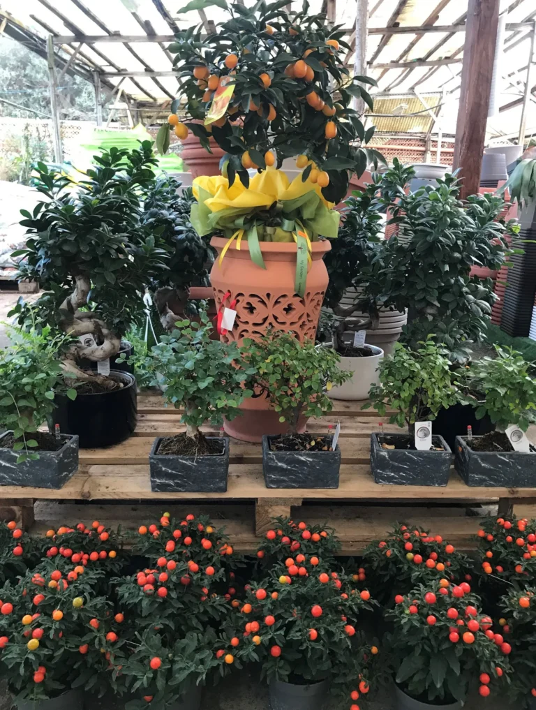 gallery-fiori-my-garden-(6)