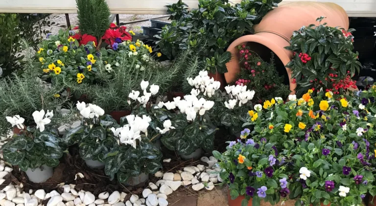 gallery-fiori-my-garden-(7)