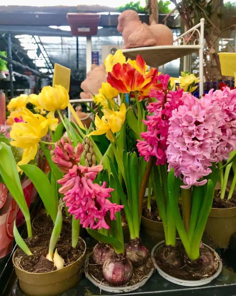 gallery-fiori-my-garden-(8)