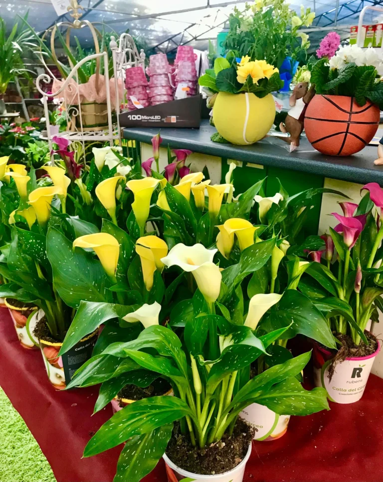 gallery-fiori-my-garden-(9)